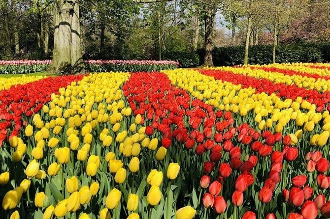 Skip-the-Line Keukenhof Gardens and Tulip Fields Tour from Amsterdam - The tulip fields experience: iconic scenery without the herd