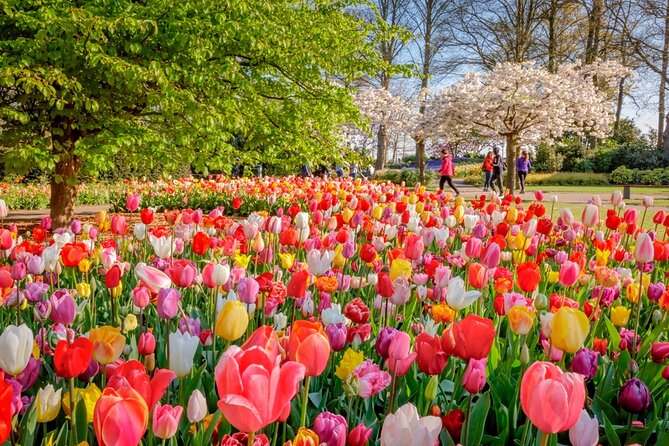 Skip-the-Line Keukenhof Gardens and Tulip Fields Tour from Amsterdam - The hotel pickup in a private luxury vehicle