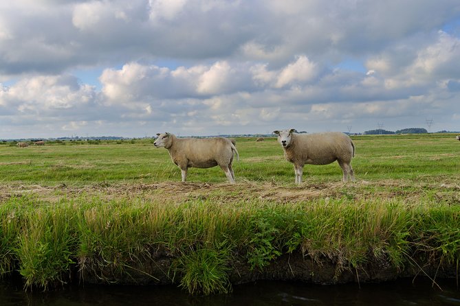 Small-Group Guided Sunset Canoe Tour in Waterland with Dinner - Picnic dinner on an island by the lake: what you’ll eat