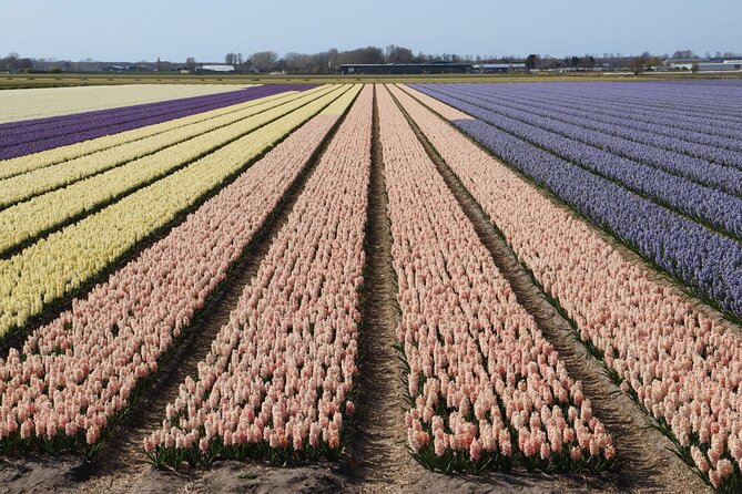 Small Group Keukenhof and Delft Guided Tour from Amsterdam - Tulip fields and the 30-minute photo stop: set expectations honestly