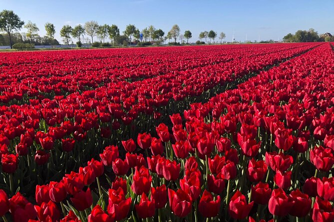 Small Group Keukenhof and Delft Guided Tour from Amsterdam - Guide + sound: when language differences can affect your experience