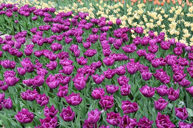 Tour to Giethoorn and Keukenhof Tulip Fields from Amsterdam - Price and Value: Why This Day Costs More Than a Bus Tour
