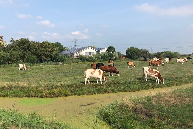 Windmill, Dairy Farms & Countryside Electric Bike Tour - Guides and Group Size: Why Small Matters Here