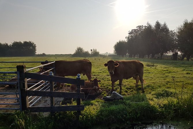 Zaanse Schans and Volendam Private Tour – Clogs, Cheese and More - Henri Willig Cheese Farm: Robot Milking Plus an Actual Tasting