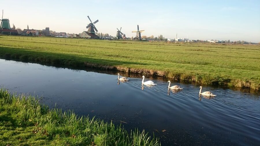 Zaanse Schans Windmills 4-Hour Tour in Italian - Wooden clog factory: from raw wood to familiar shoes